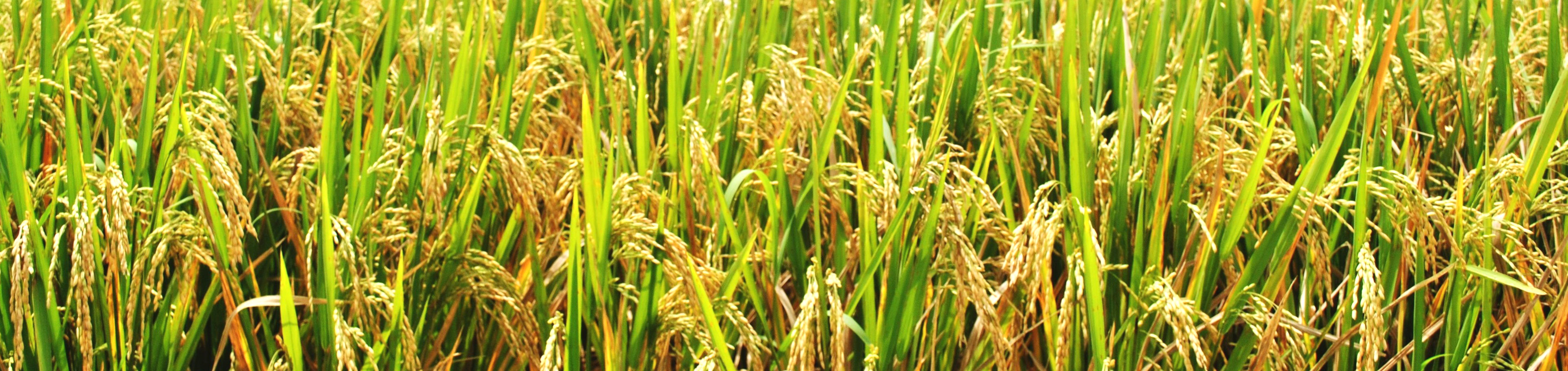 Agro Vim Limited